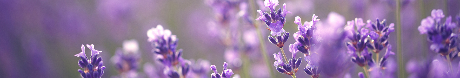 Close up on lavender plants in a field