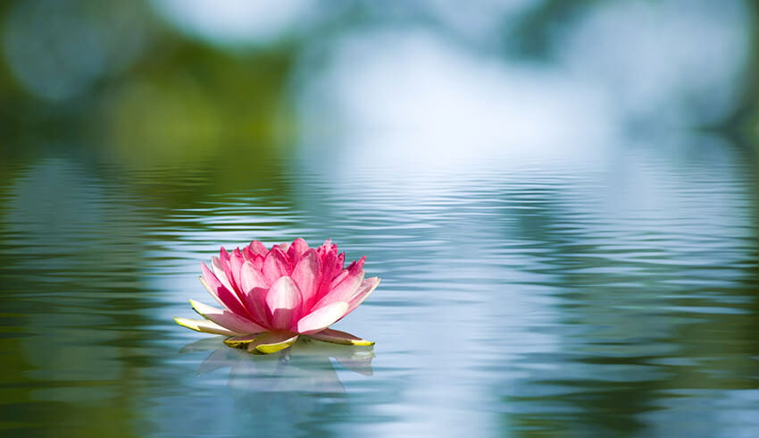Pink lotus flower in water