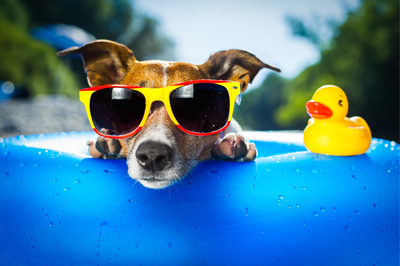 Beagle wearing sunglasses laying on a blue swim ring next to a rubber ducky